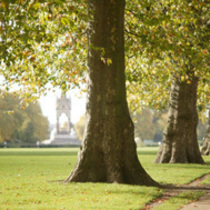 Trees_in_the_royal_parks_square