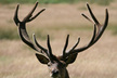 Hp_-_red_deer_stag__c__s_bowen_adoption_icon