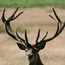 HP   red deer stag  c  S Bowen