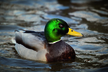 Duck_on_water_adoption_icon