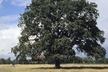 Tree_in_bushy_park_adoption_icon