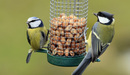 Blue_tit_s_eating_nuts_listing