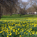 Daffodils near the Joy of Life Fountain in Hyde Park  March 2012  (c)  L Smith