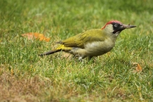Woodpecker_in_the_grass_thumb