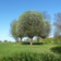 Rowan-whitebeam_cross_trees_on_primrose_hill_tiny_square
