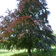 Copper_beech_tree_tiny_square