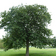 Service_tree_of_fontainebleau_tiny_square