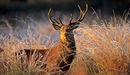 Red_deer_stag__c_terry_whittaker_listing