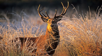 Red_deer_stag__c_terry_whittaker_signpost
