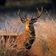Red_deer_stag__c_terry_whittaker_tiny_square
