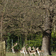 Fallow_deer_in_greenwich_park_tiny_square