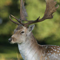 Fallow_deer_in_the_royal_parks_square