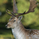Fallow_deer_in_the_royal_parks_tiny_square
