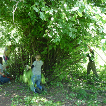 Volunteers_coppice_the_trees_in_kensington_gardens_square