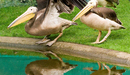 Three_pelicans_by_the_water_listing