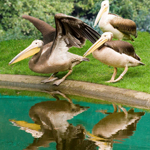 Three_pelicans_by_the_water_square