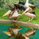 Three_pelicans_by_the_water_tiny_square