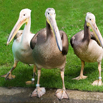 Pelicans_on_the_grass_square
