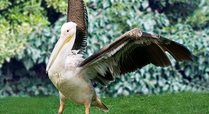 Pelican_spreading_its_wings_signpost
