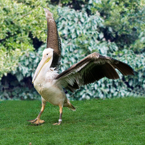 Pelican_spreading_its_wings_square