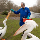Malcolm, the Wildlife Officer, feeds the older resident pelicans in the Park