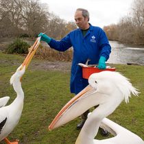 Malcolm__wildlife_officer__feeds_the_resident_pelicans_in_the_park_square