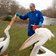 Malcolm__wildlife_officer__feeds_the_resident_pelicans_in_the_park_tiny_square