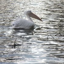 Pelican_swimming_in_st_james_s_park_lake_square