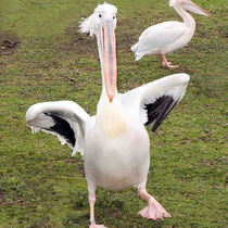 Pelican_walking_with_wings_folded_square
