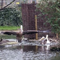 The_three_new_pelicans_venture_out_onto_st_james_s_park_square