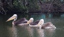 The_three_new_pelicans_swim_in_unison_on_the_st_james_s_park_lake_listing