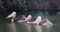The_three_new_pelicans_swim_in_unison_on_the_st_james_s_park_lake_signpost