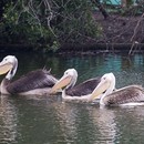 The three new pelicans swim in unison on St James's Park lake