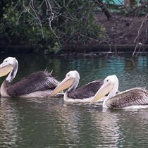 The_three_new_pelicans_swim_in_unison_on_the_st_james_s_park_lake_square