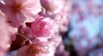 Cherry_tree_blossom_signpost