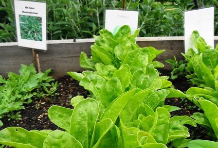 Spinach_grown_at_the_isis_education_centre_in_hyde_park_article_detail