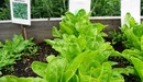 Spinach_grown_at_the_isis_education_centre_in_hyde_park_listing