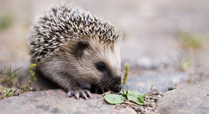 Keqs_young_european_hedgehog_by_lars_karlsson__keqs__-_own_work__licensed_under_creative_commons_attribution-share_alike_2_5_via_wikimedia_c_signpost