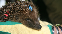 Hedgehog_being_handled_as_part_of_research_signpost