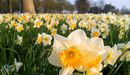 Daffodils_in_blog_listing