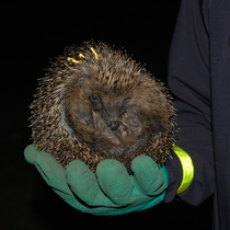 Hedgehog survey 2015 - spotlighting for hedgehogs