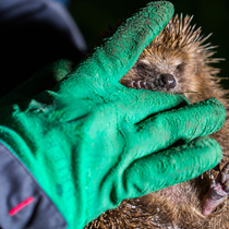Hedgehog survey 2015 - spotlighting for hedgehogs. Photo by Matt Haworth.