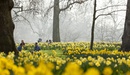 Daffodils_in_st_james_s_park_listing